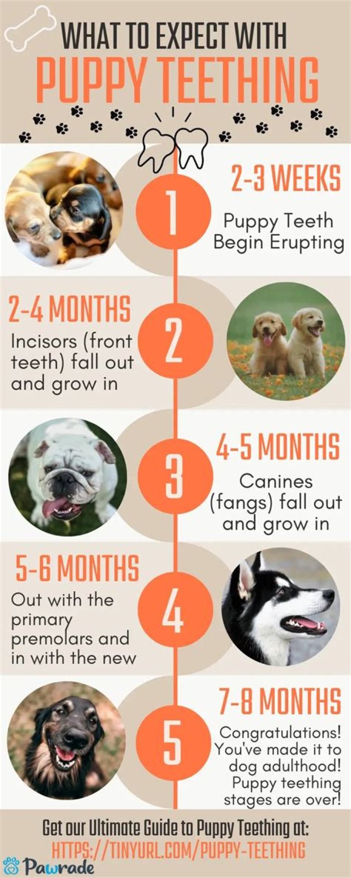 How long do puppies teeth last?