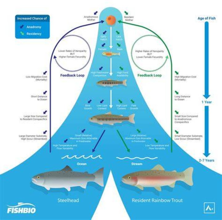 How long do triploid rainbow trout live?