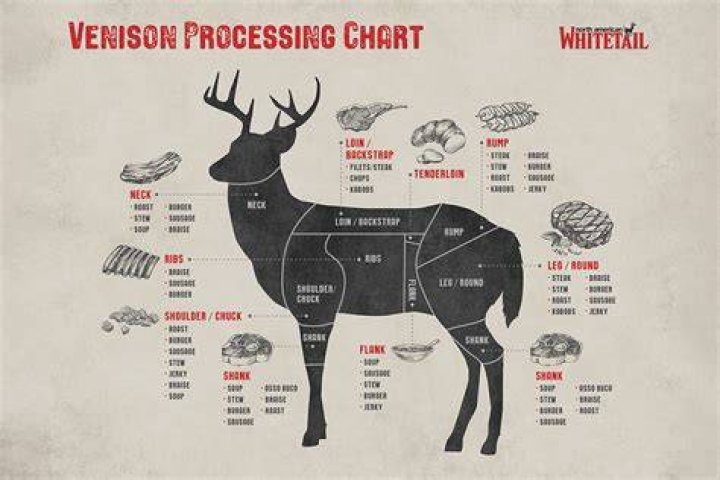 How many backstraps does a deer have?