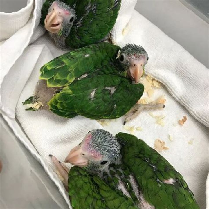 How much do red head Amazon parrots cost?