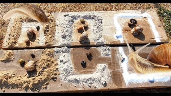How much salt will kill a snail?