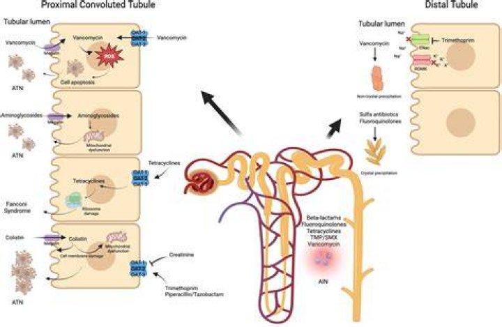 Is amphotericin b nephrotoxic?