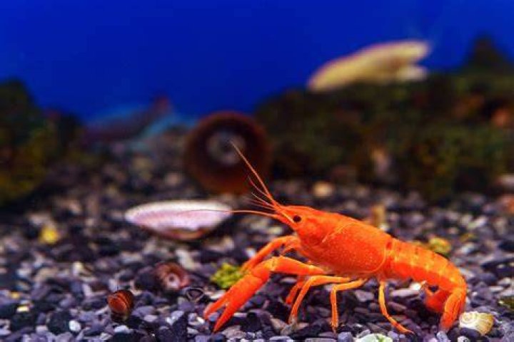Is crayfish a fish?