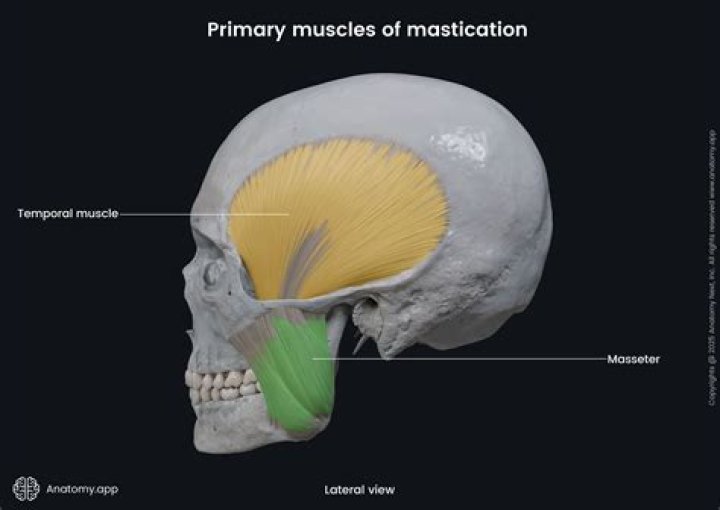 Is masticatory a word?