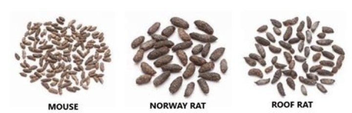Is mouse poop brown?