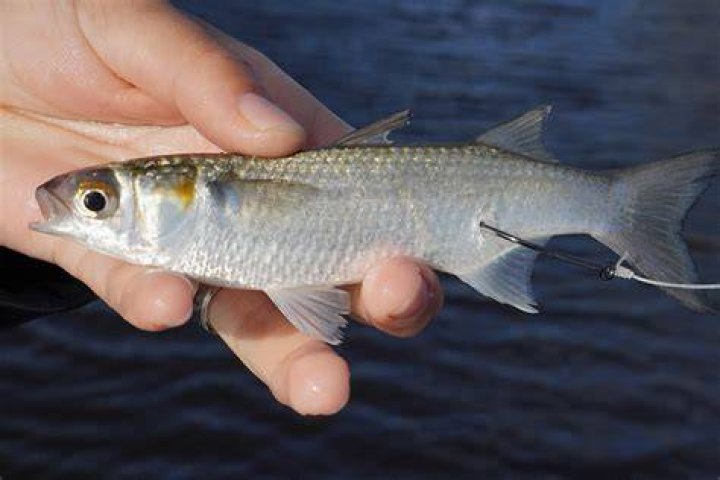 Is mullet good bait?