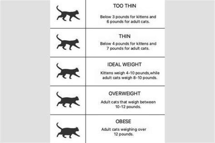 Is my cat obese?