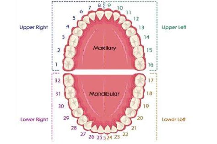 Is tooth number 13 a premolar?