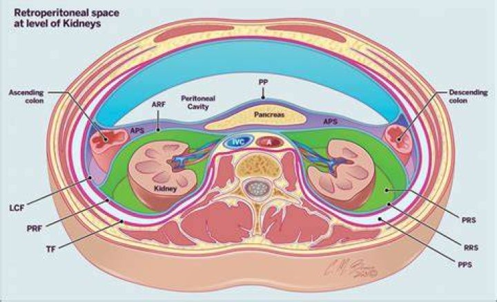 Is transverse colon retroperitoneal?