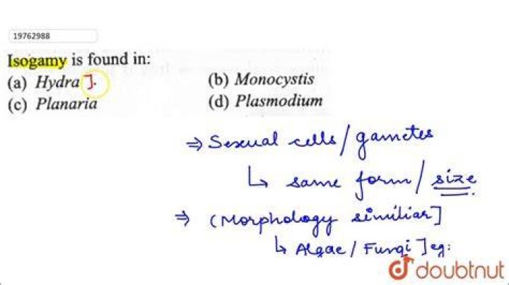 Isogamy is found in?