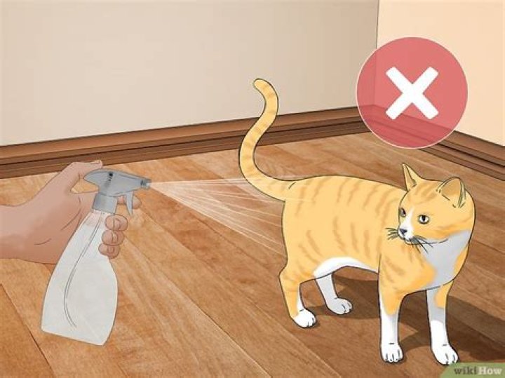 Should you spray your cat?