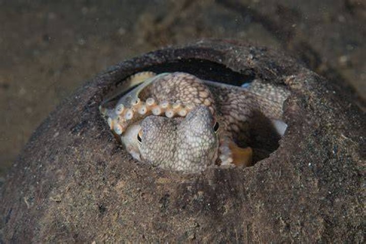 Was octopus garden a single?