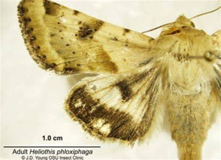 What are heliothis moth?