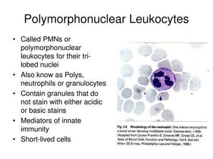 What are rare polymorphonuclear cells?