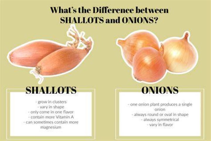 What does 2 shallots mean?