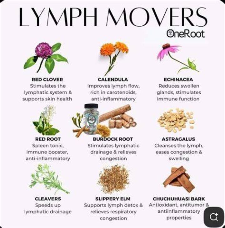 What does autophyte mean?