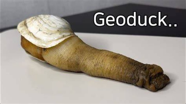 What does geoduck taste like?