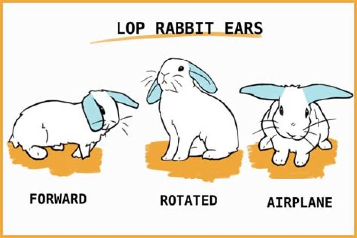 What does lop eared mean?