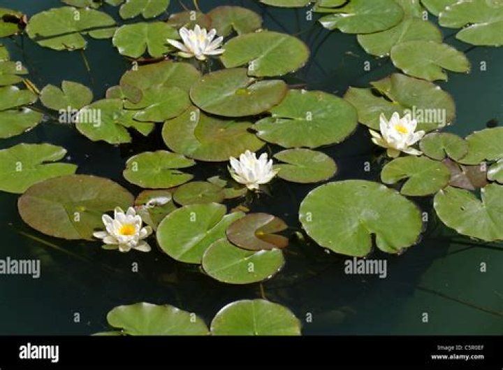 What does nymphaea mean?