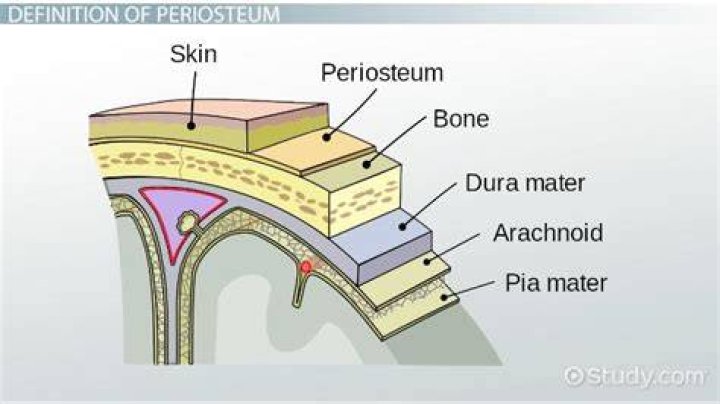 What does peristoma mean?