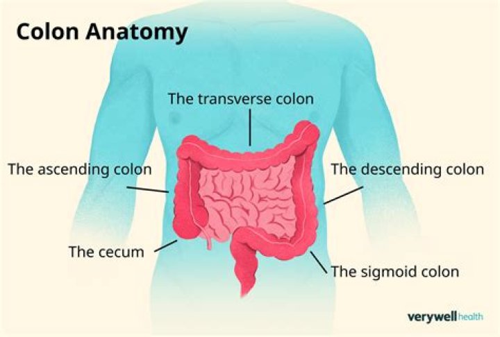 What does the colon do?