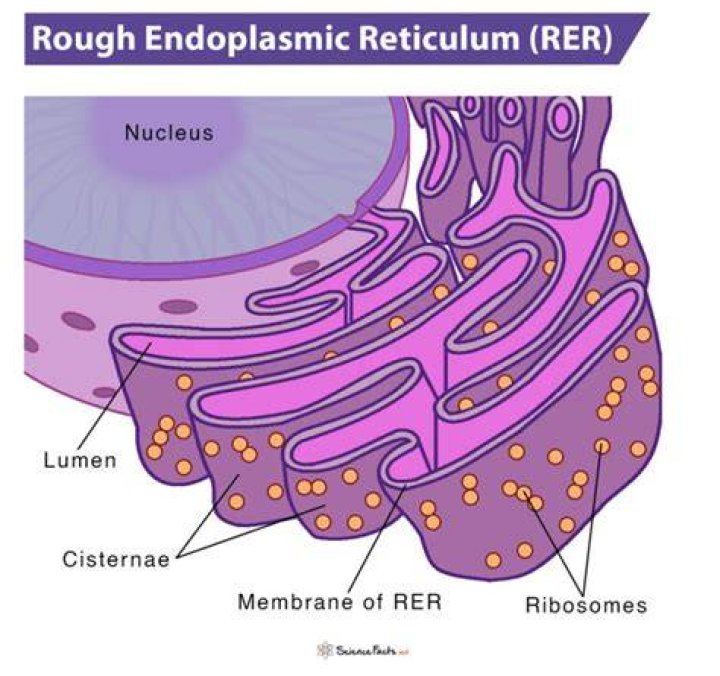 What does the rough er do?