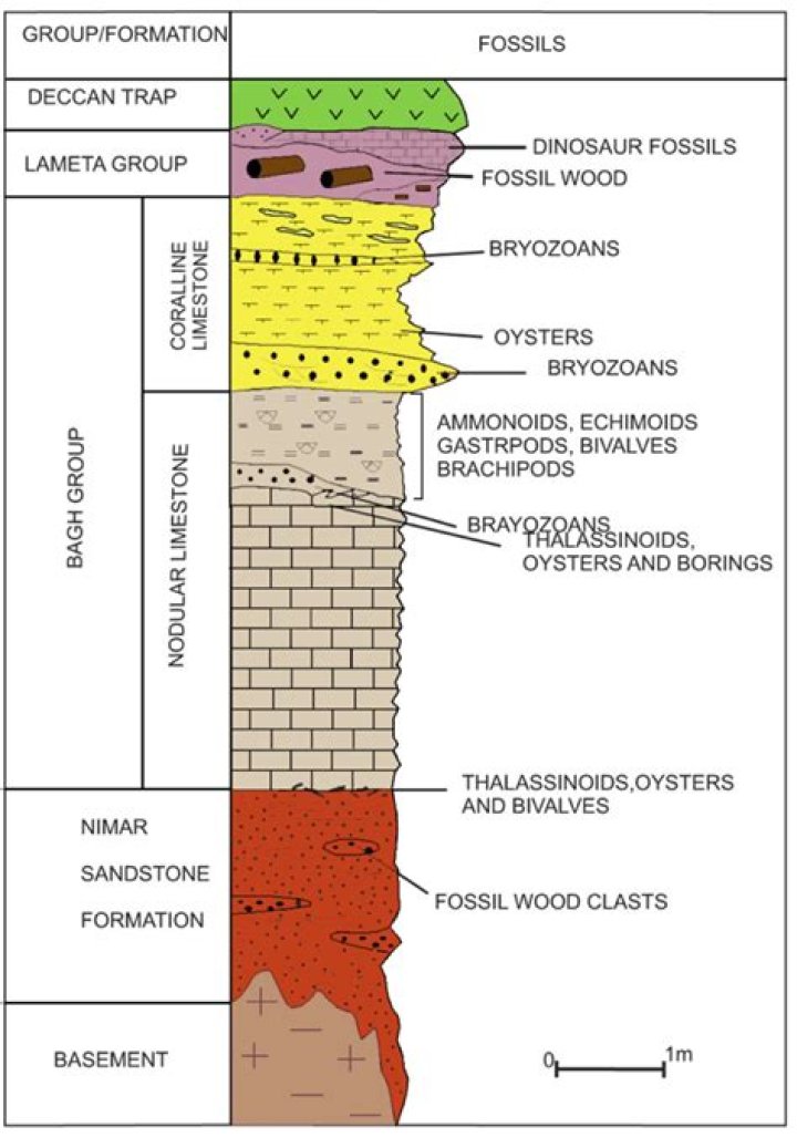 What is coralline limestone?