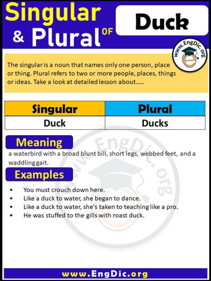 What is Duck plural?