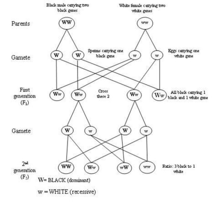 What is mendelism class 10?