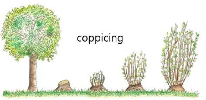 What is the difference between coppicing and pollarding?