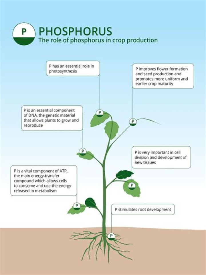 What macromolecules need phosphorus?