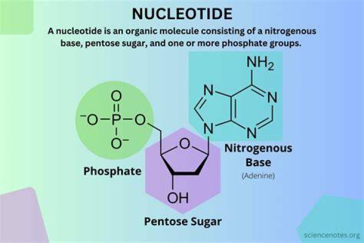 What polymers) do nucleotides form?