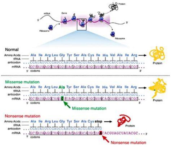 Whats a missense mutation?