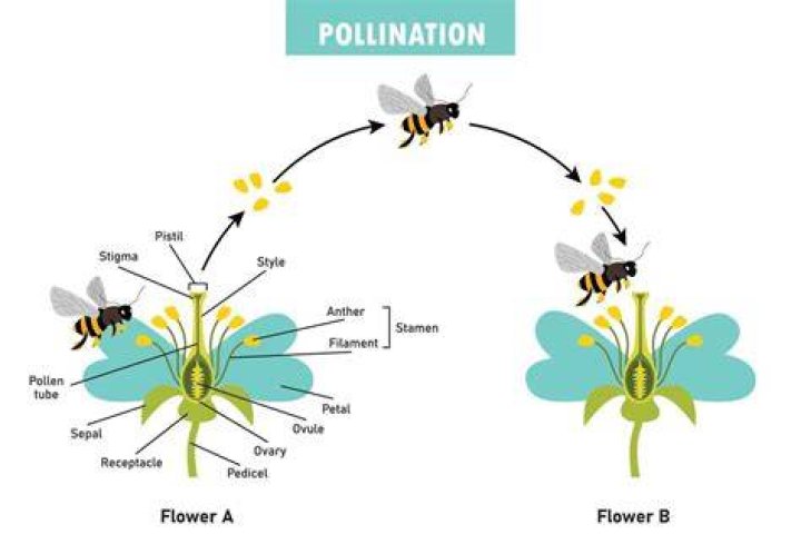 When did pollen evolve?