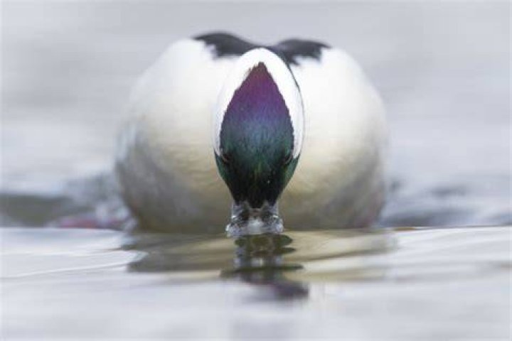When do buffleheads migrate?
