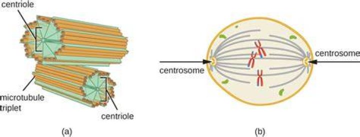 When do centrioles appear?