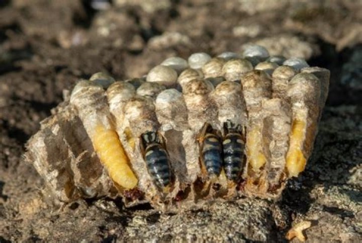 When do mud daubers hatch?