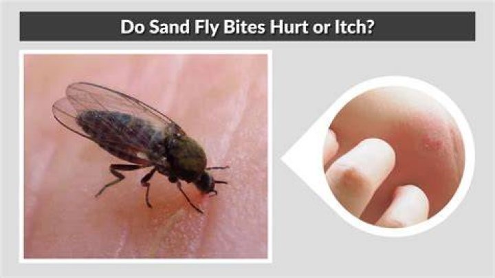 When do sandflies bite?