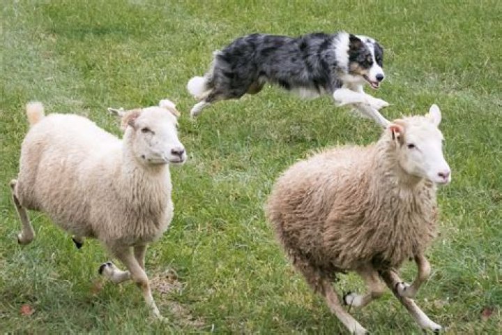 When do sheepdogs stop growing?