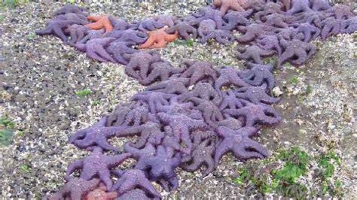 When do starfish die?