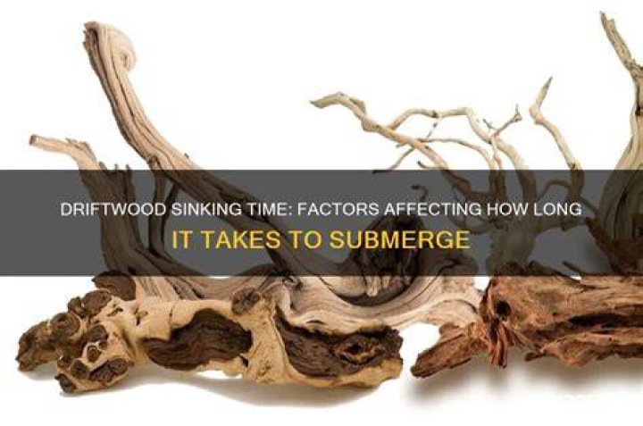 When does driftwood sink?