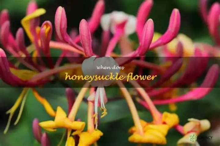When does honeysuckle flower?