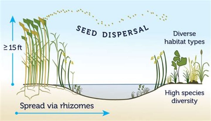 When does phragmites go to seed?