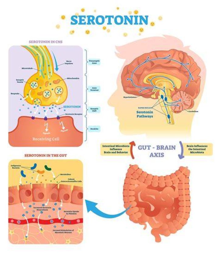 When does serotonin do?