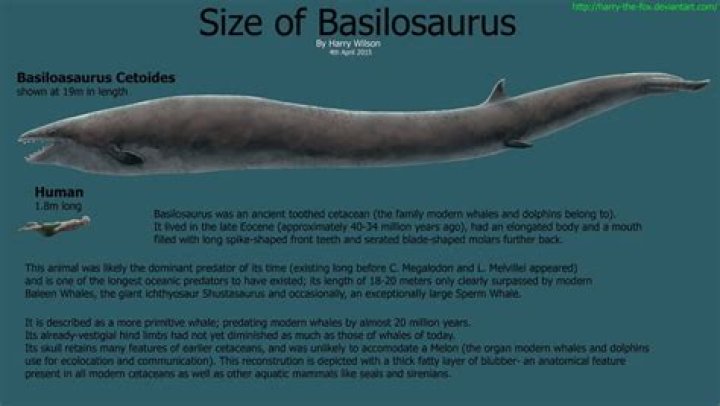 When was the basilosaurus live?