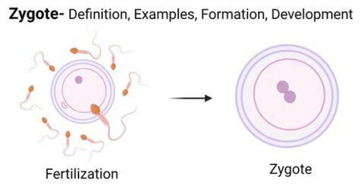 When zygote is formed?