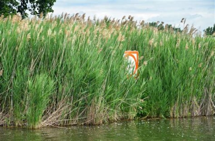 Where are phragmites found?