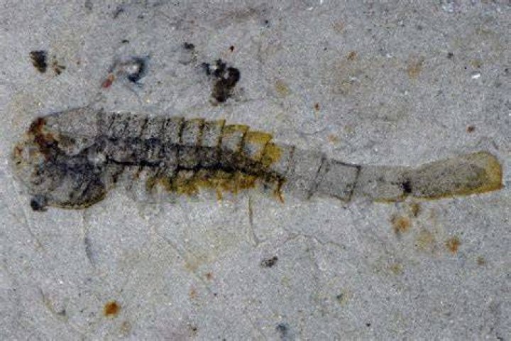 Where do archaeocyathid live?