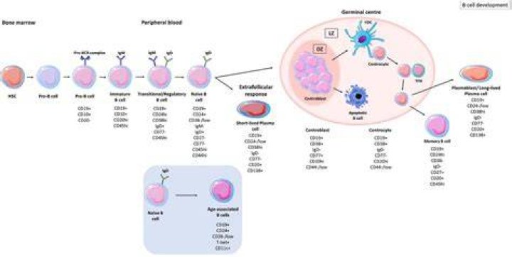 Where do b cells maturation?