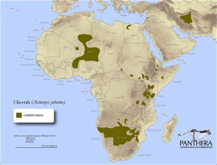 Where do cheetahs hunt?